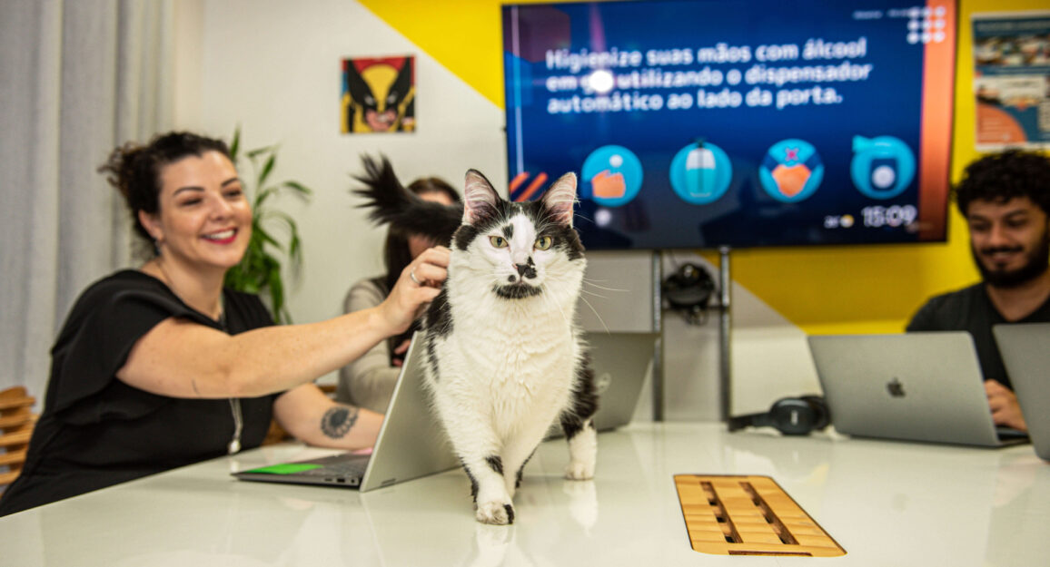 Imagem mostra pessoas trabalhando em seus computadores e em cima da mesa há um gatinho andando. Uma das pessoas faz carinho nele.