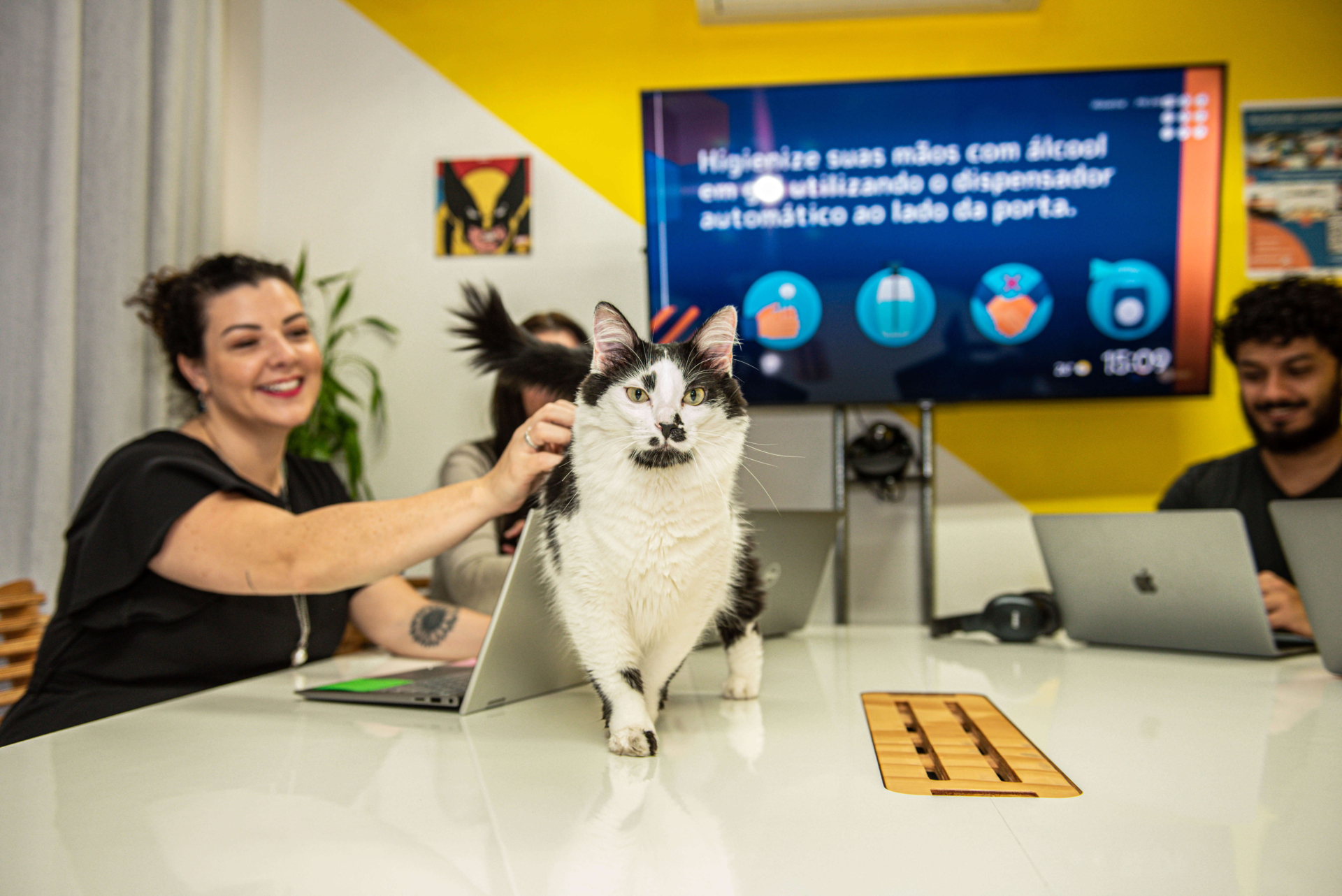 Imagem mostra pessoas trabalhando em seus computadores e em cima da mesa há um gatinho andando. Uma das pessoas faz carinho nele.