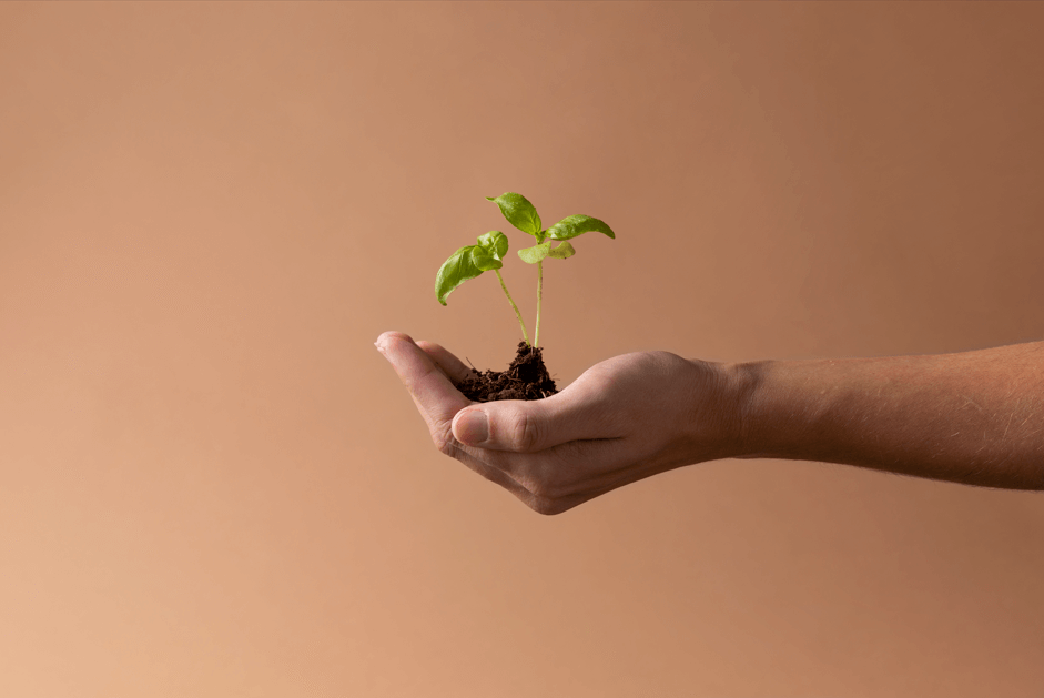 Imagem mostra a mão de uma pessoa de pele clara, segurando uma muda. A imagem significa sustentabilidade.